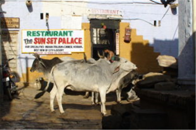 La vache, mère de l’Inde