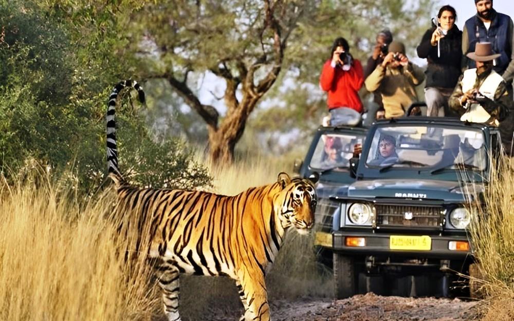 Aventure sauvage au Rajasthan