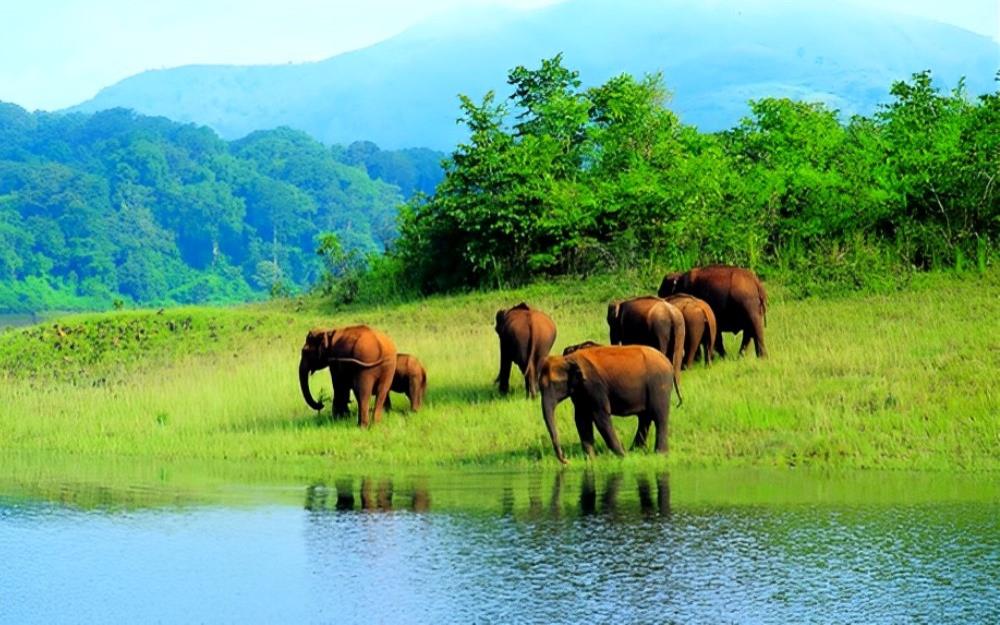 Aventure sauvage en Inde du Sud 